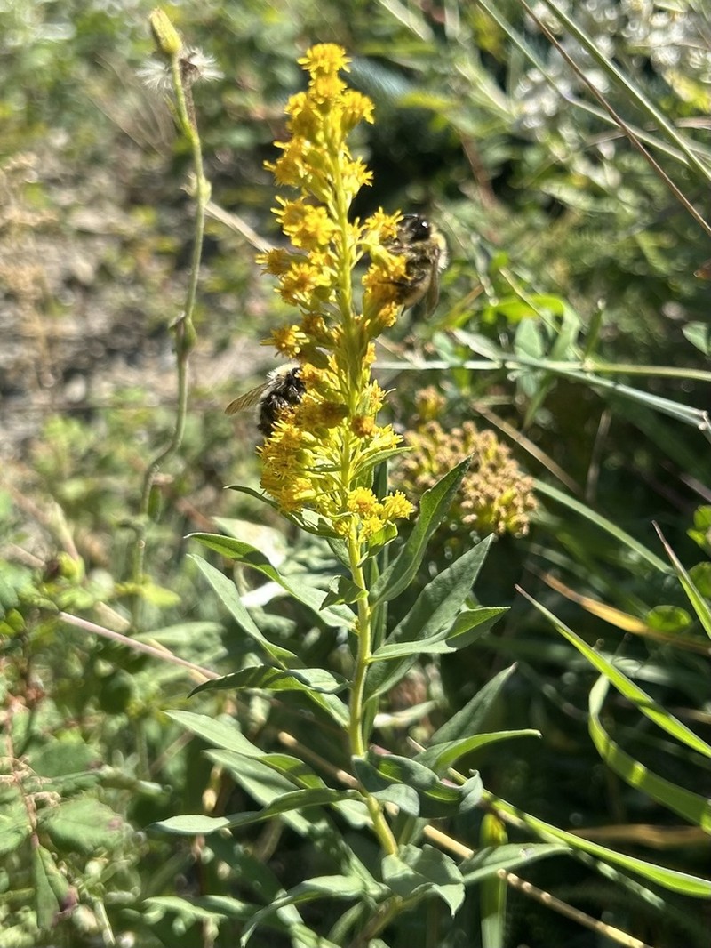 Solidago elongata photo 6