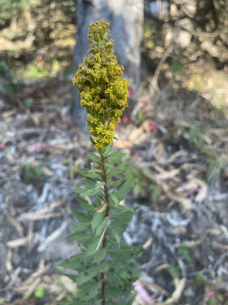 Solidago elongata photo 8