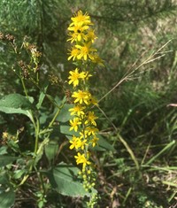 Showy Goldenrod