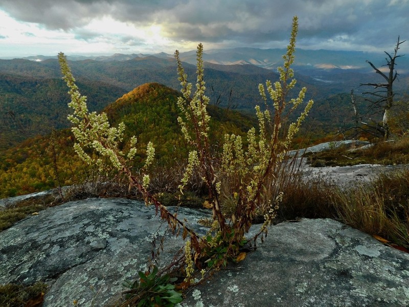 Showy Goldenrod photo 2