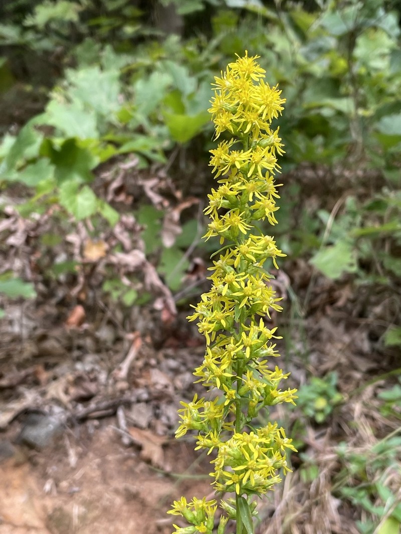 Showy Goldenrod photo 3