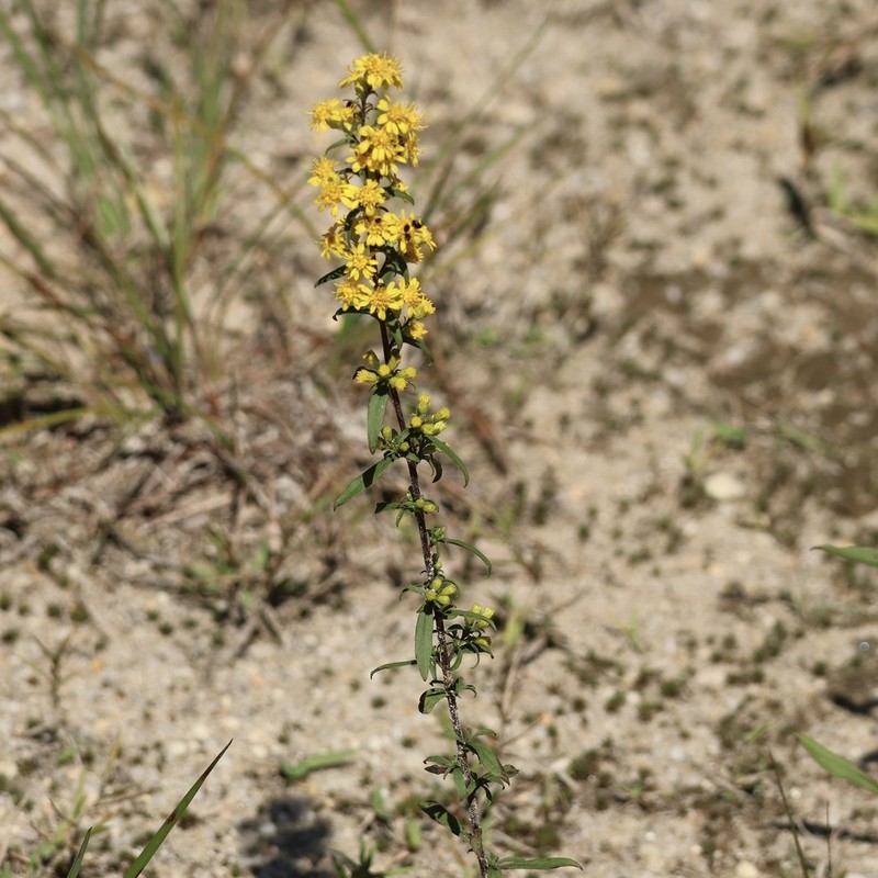 Showy Goldenrod photo 4