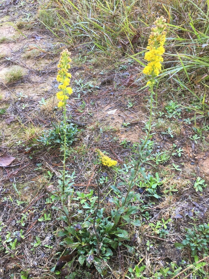 Showy Goldenrod photo 8