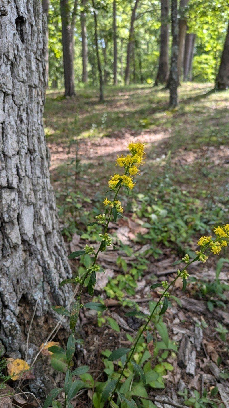 Porter's Goldenrod photo 5