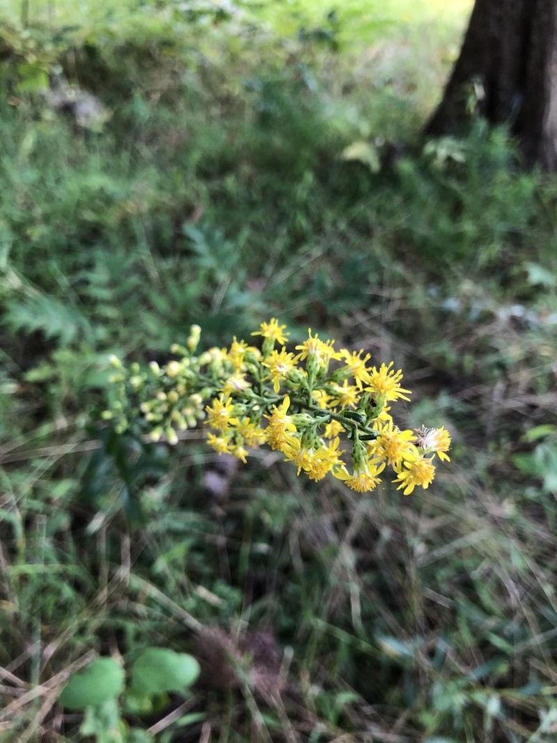 Porter's Goldenrod photo 6