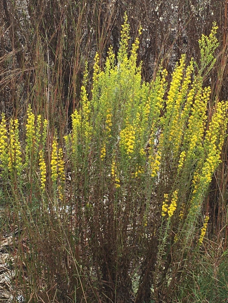Porter's Goldenrod photo 7