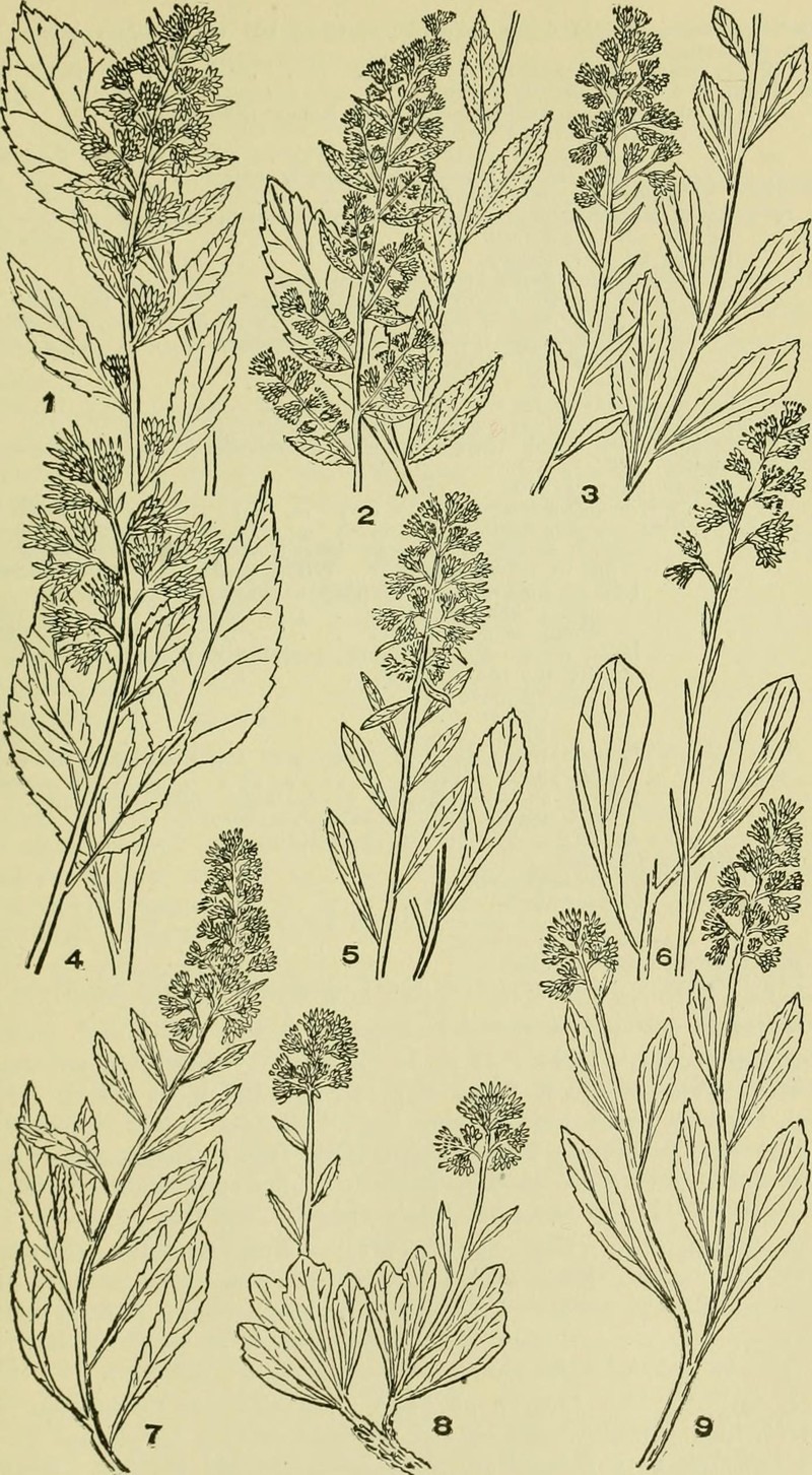 Showy Goldenrod photo 2