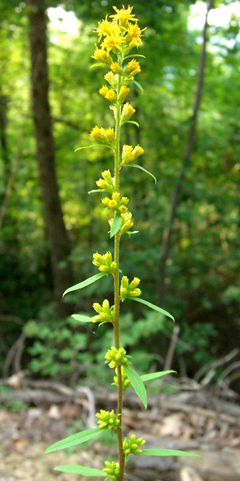 Showy Goldenrod