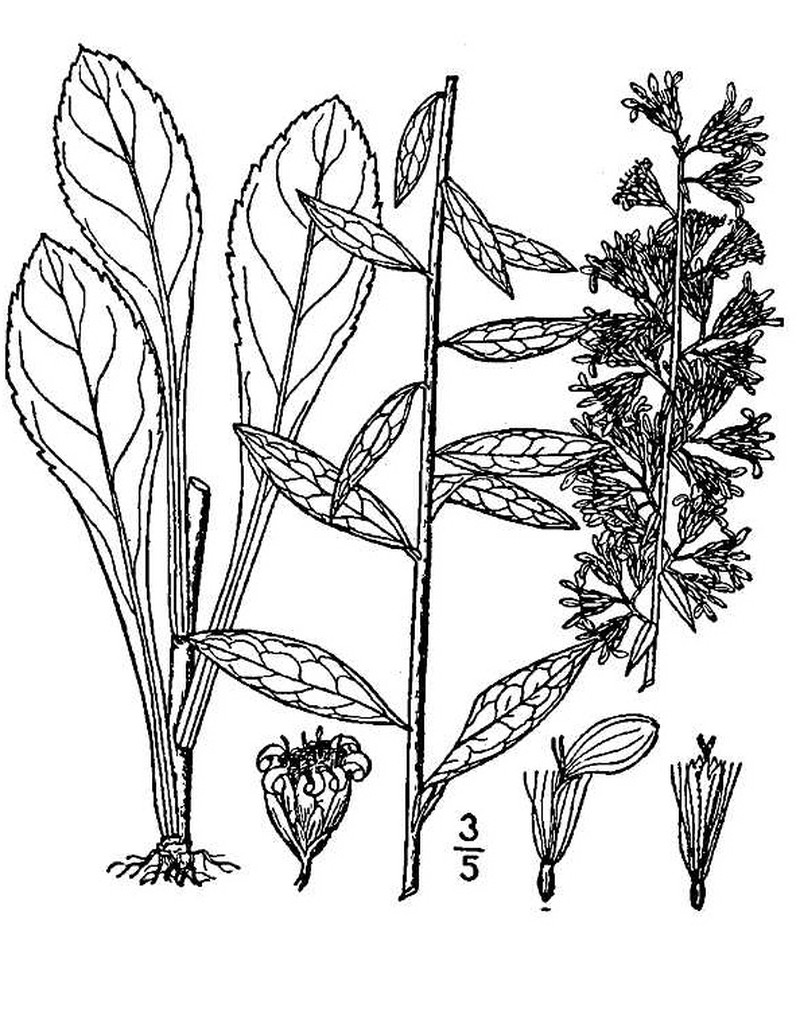 Showy Goldenrod photo 4