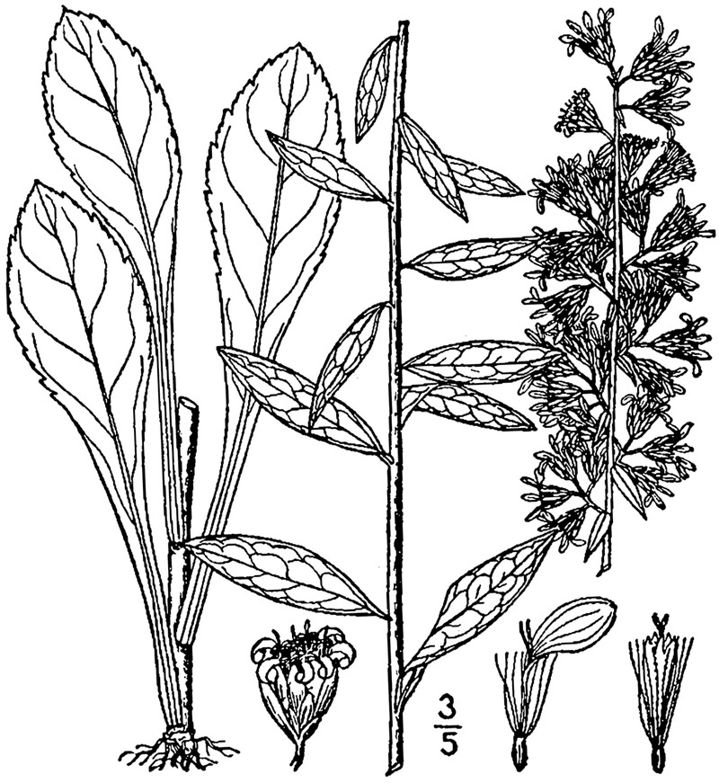 Showy Goldenrod photo 5