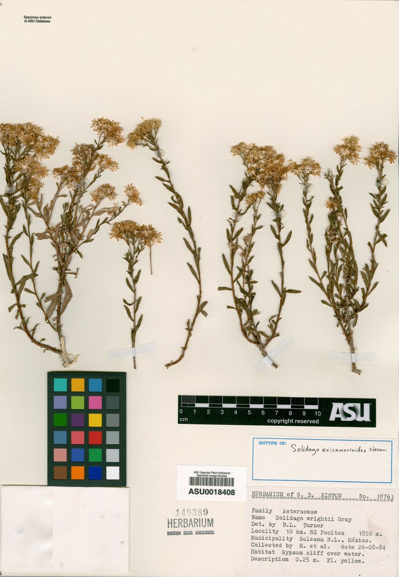 Solidago ericamerioides