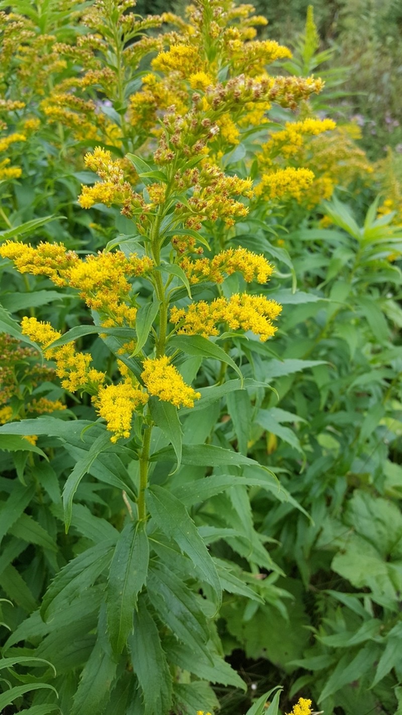 Solidago fallax