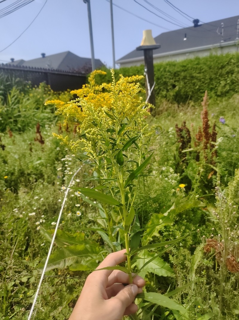 Solidago fallax photo 2