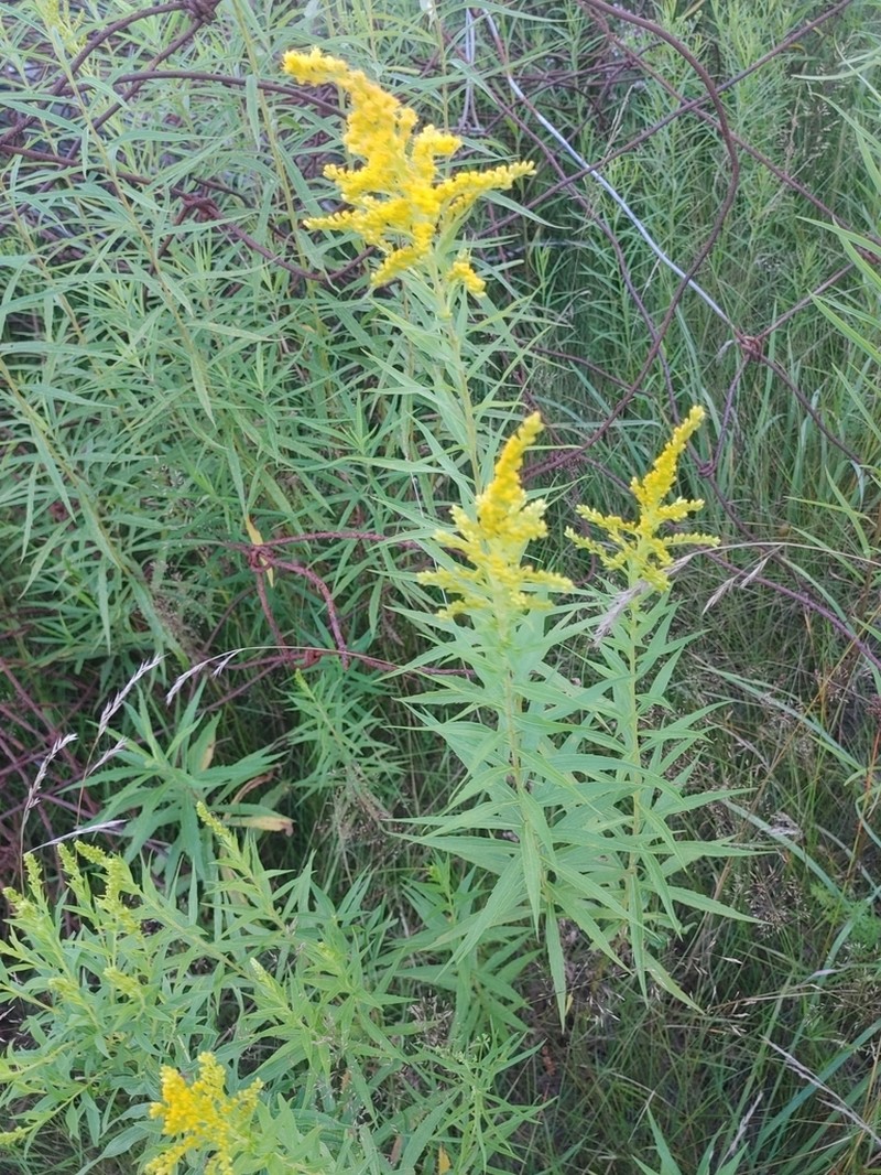 Solidago fallax photo 3