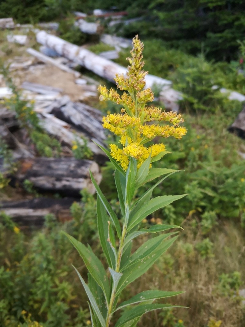 Solidago fallax photo 4