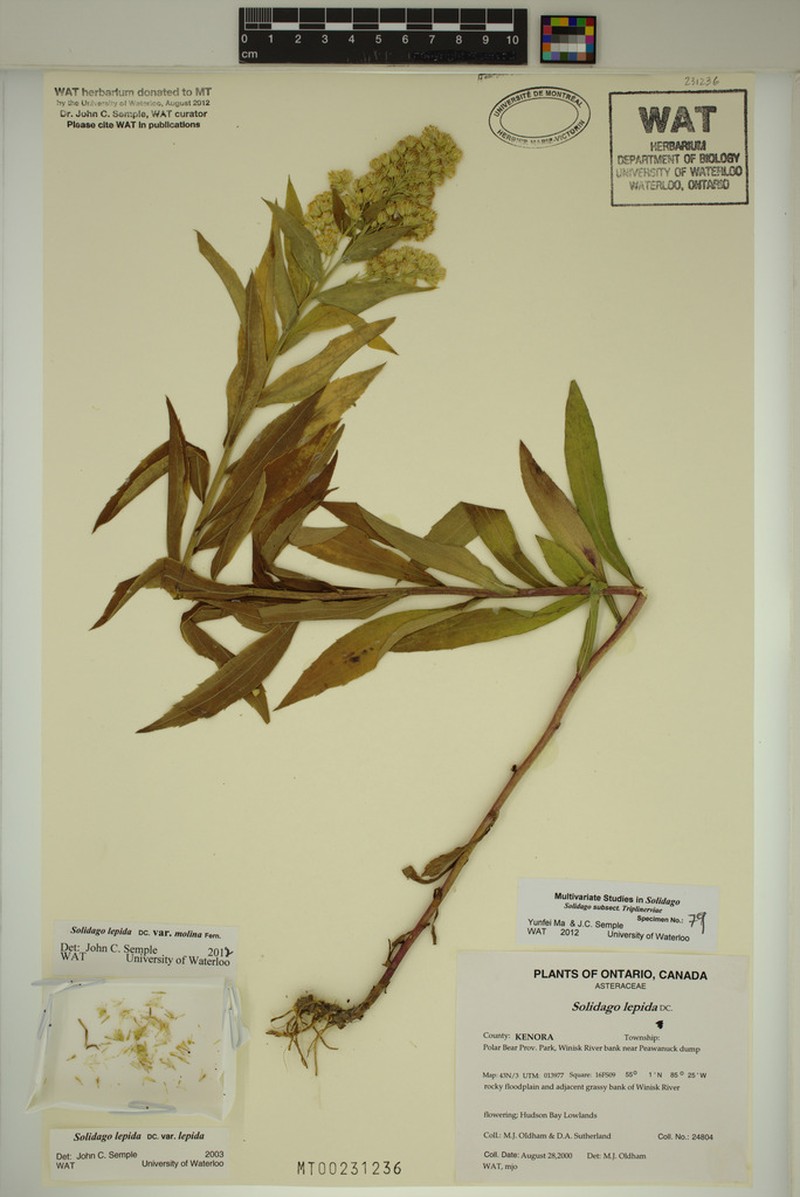 Solidago fallax photo 5