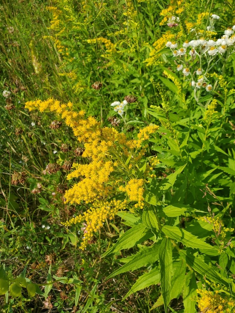 Solidago fallax photo 6