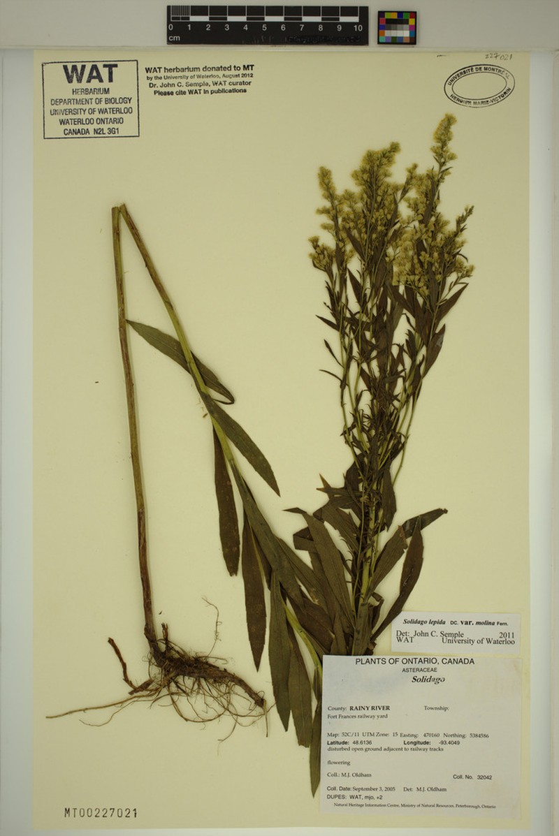 Solidago fallax photo 7