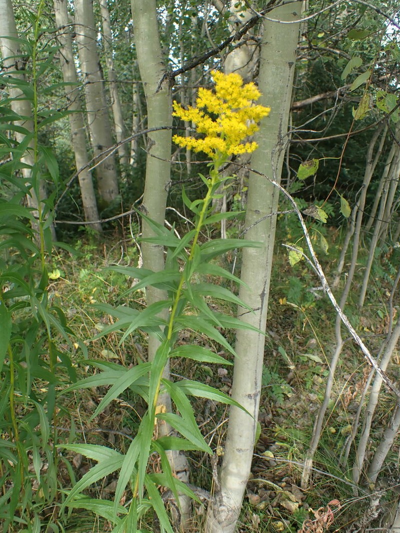 Solidago fallax photo 8