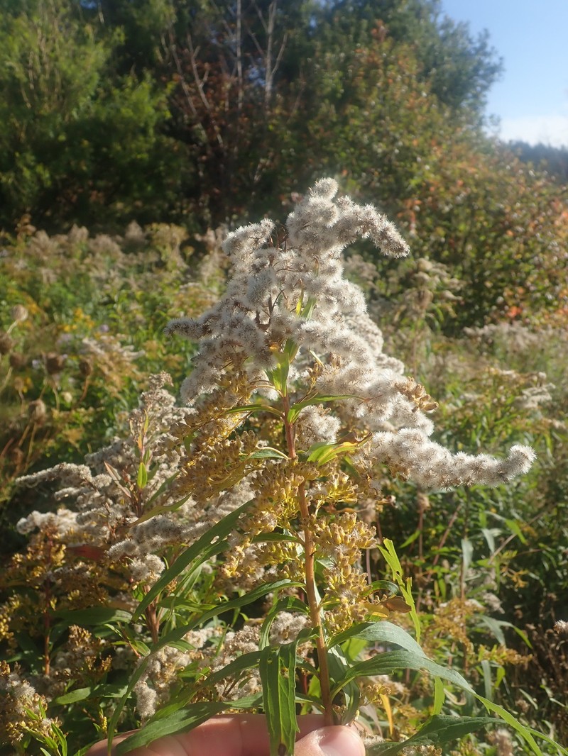 Solidago fallax var. fallax