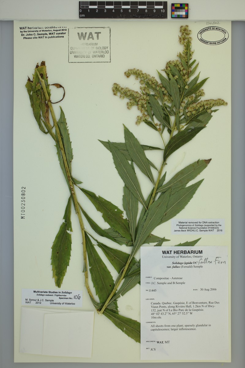 Solidago fallax var. fallax photo 2