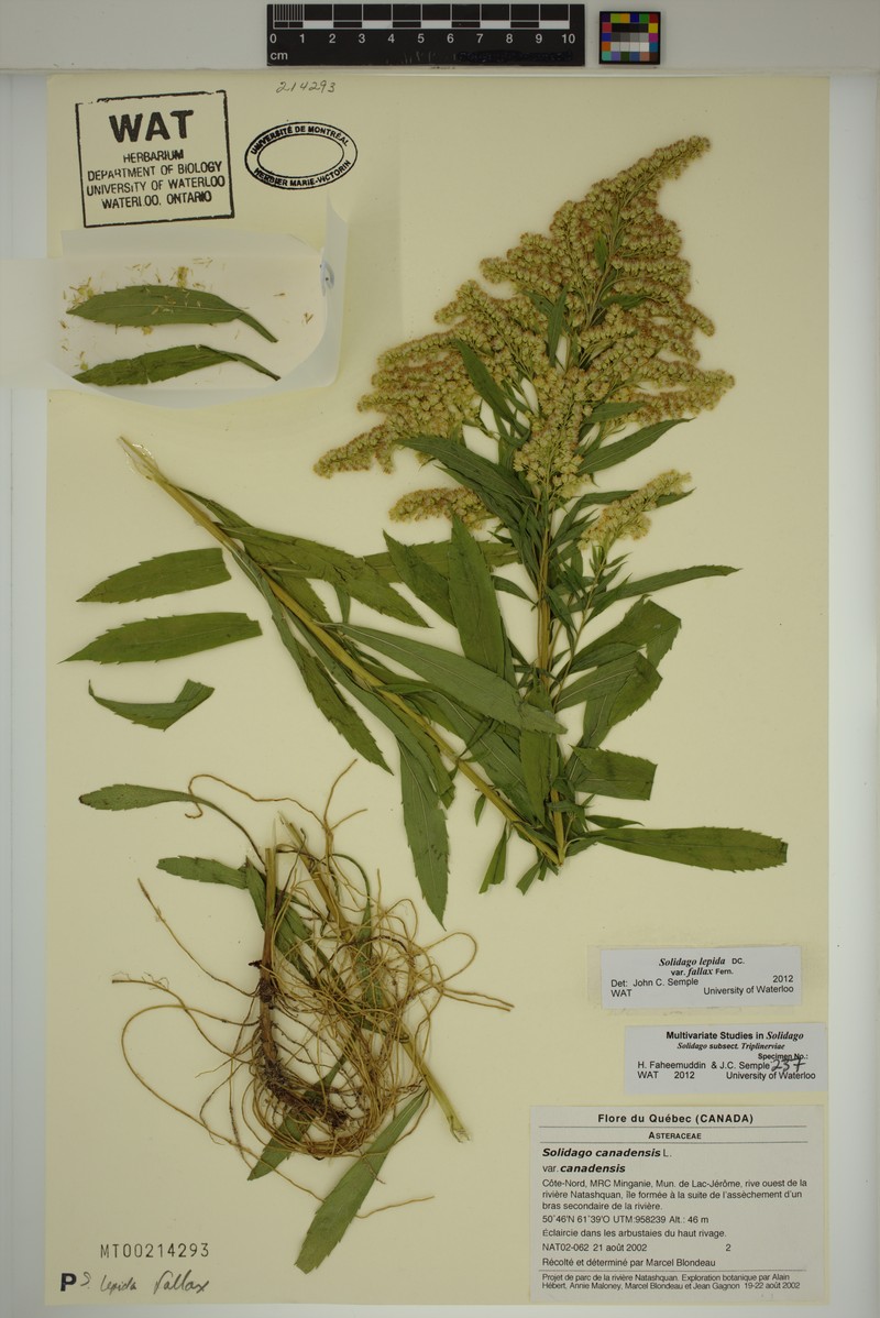 Solidago fallax var. fallax photo 3
