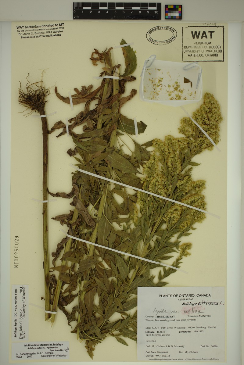 Solidago fallax var. molina photo 2