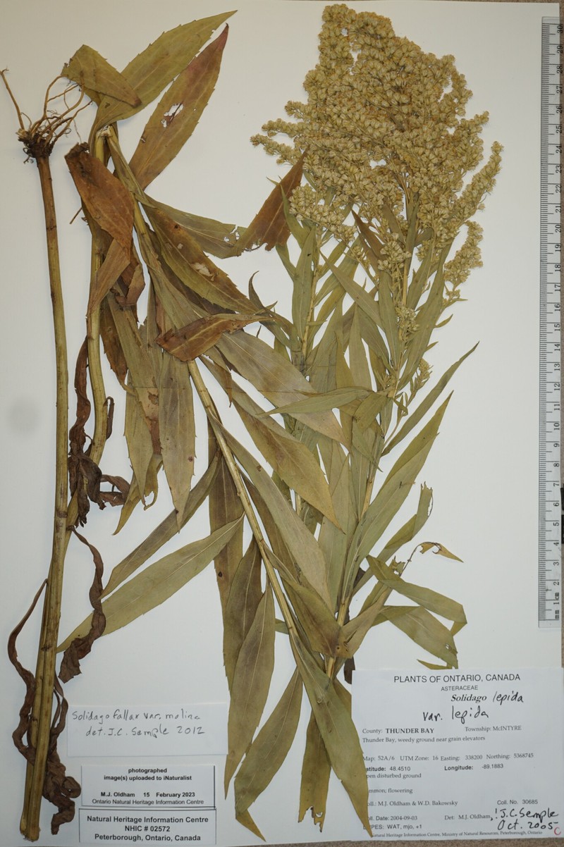 Solidago fallax var. molina photo 3