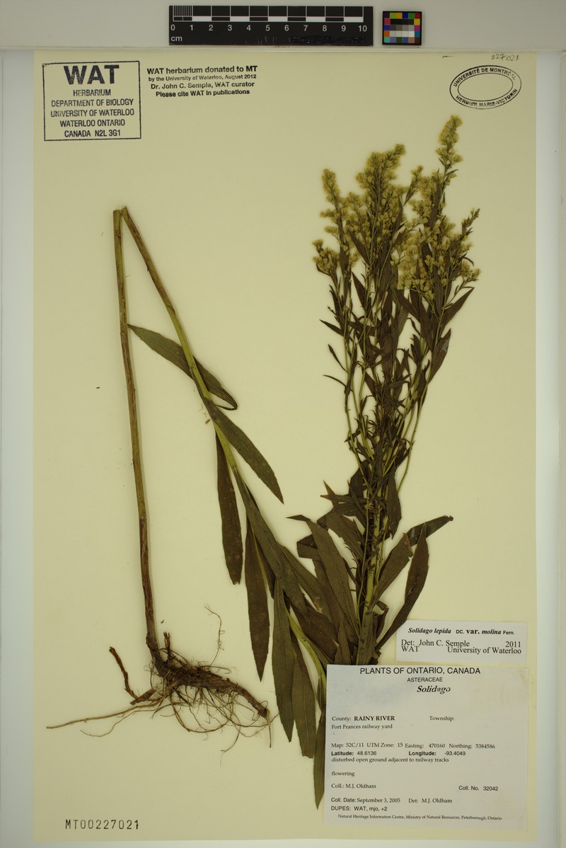 Solidago fallax var. molina photo 4