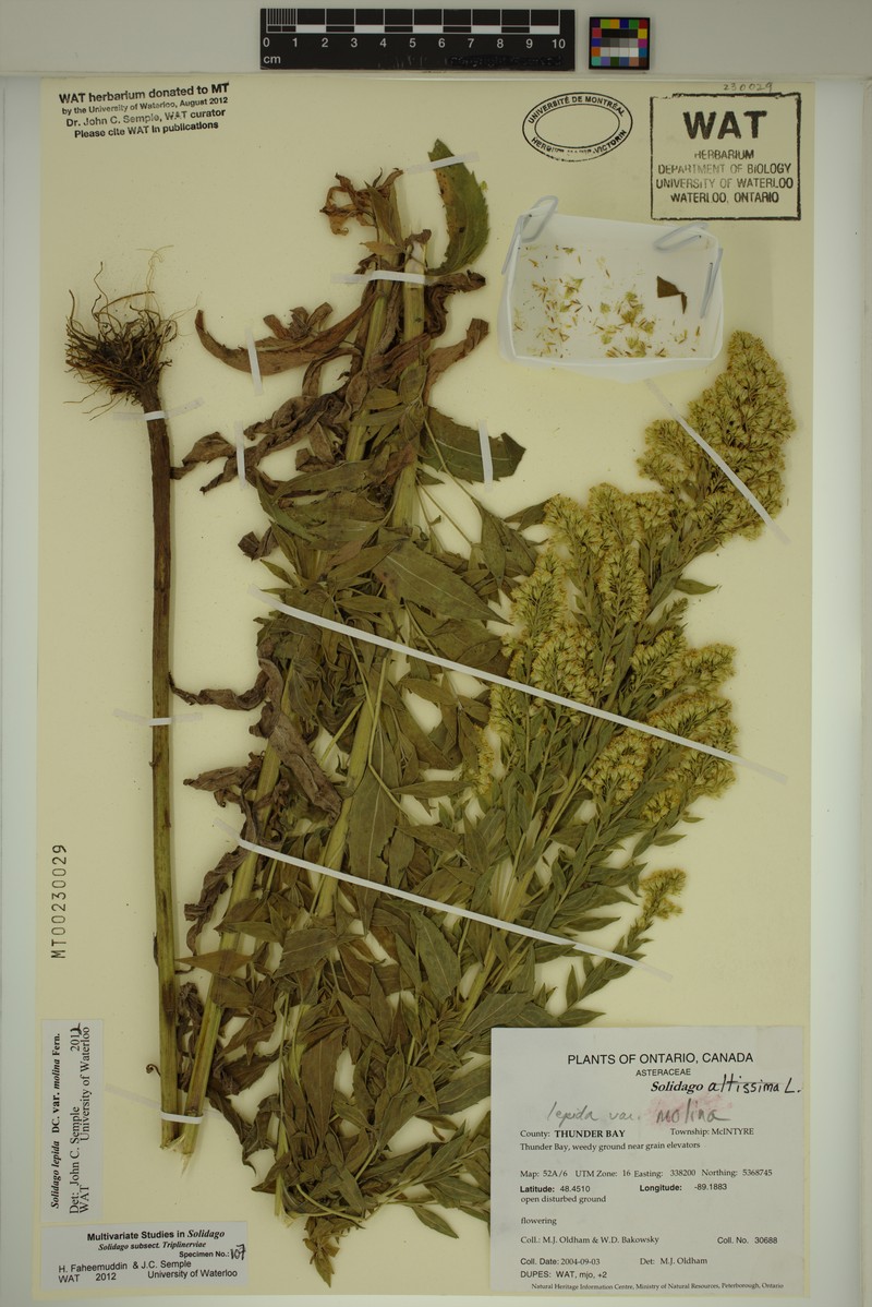 Solidago fallax var. molina photo 5
