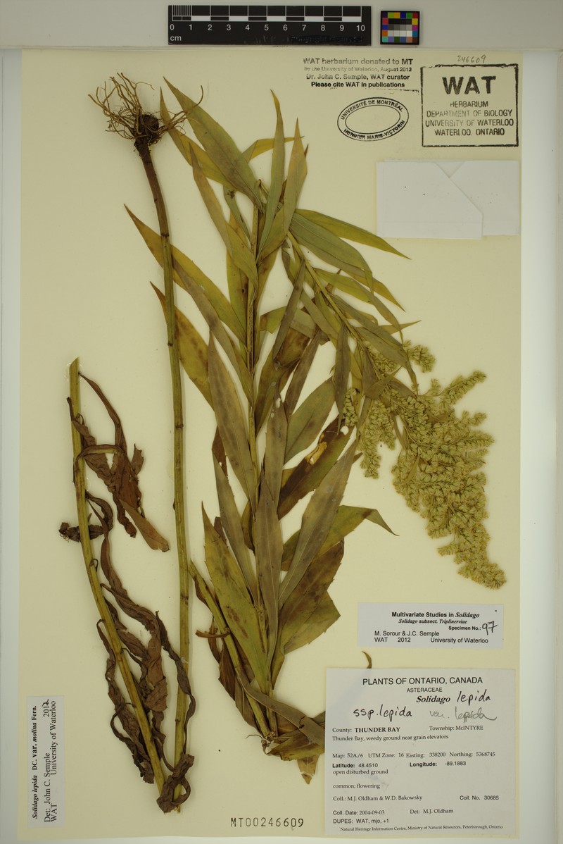 Solidago fallax var. molina photo 6