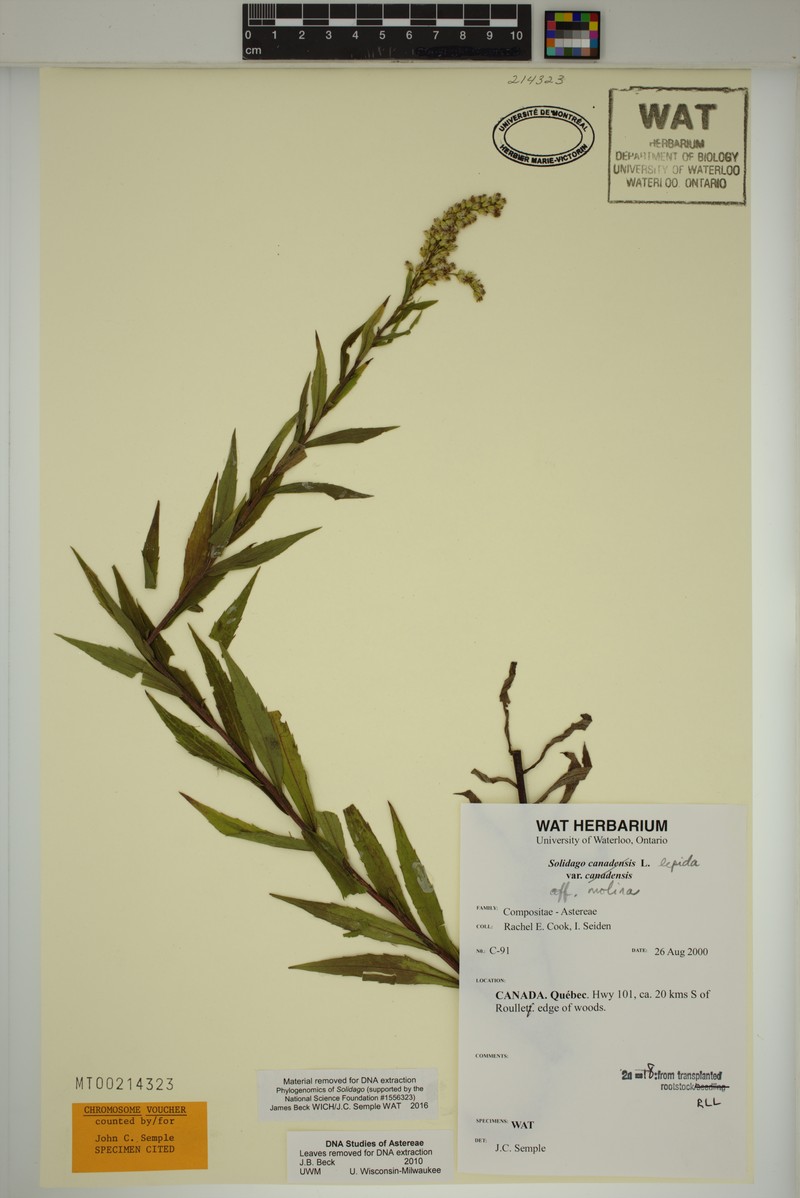 Solidago fallax var. molina photo 7