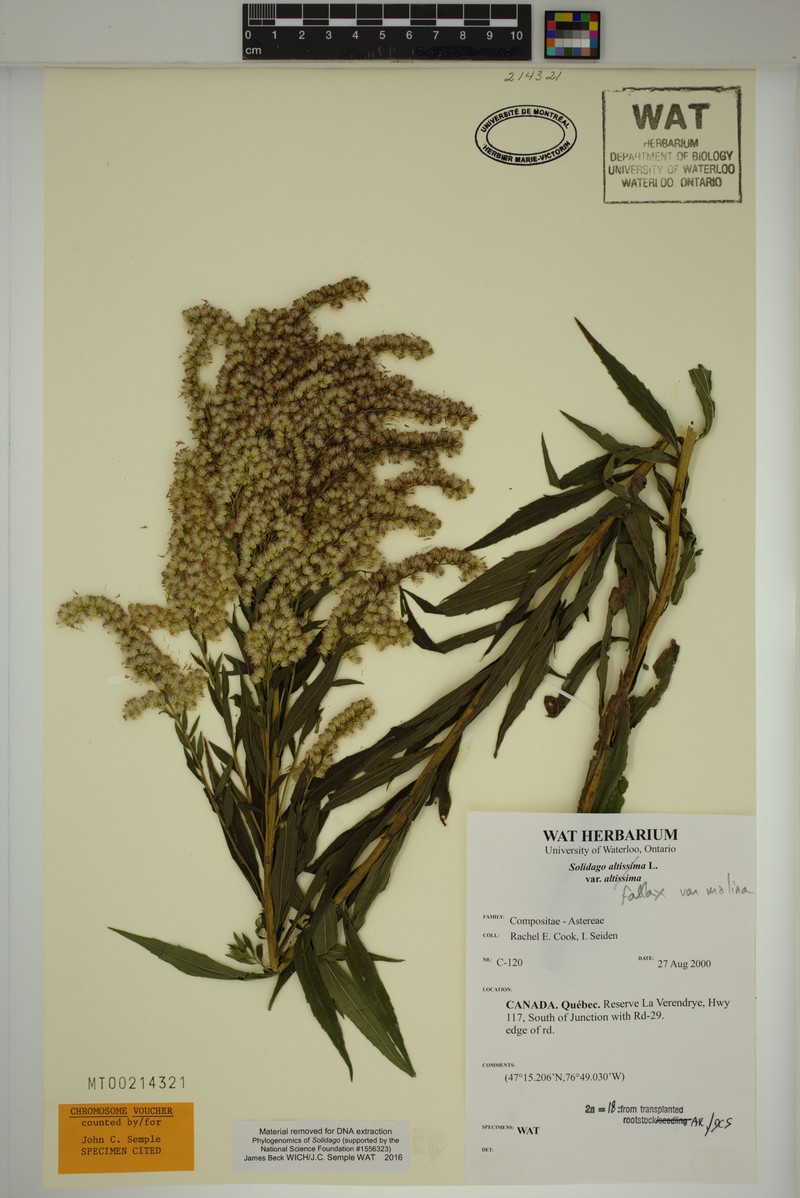 Solidago fallax var. molina photo 8