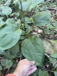 Gorge Goldenrod