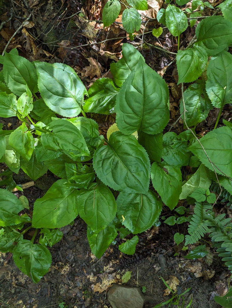 Gorge Goldenrod photo 4