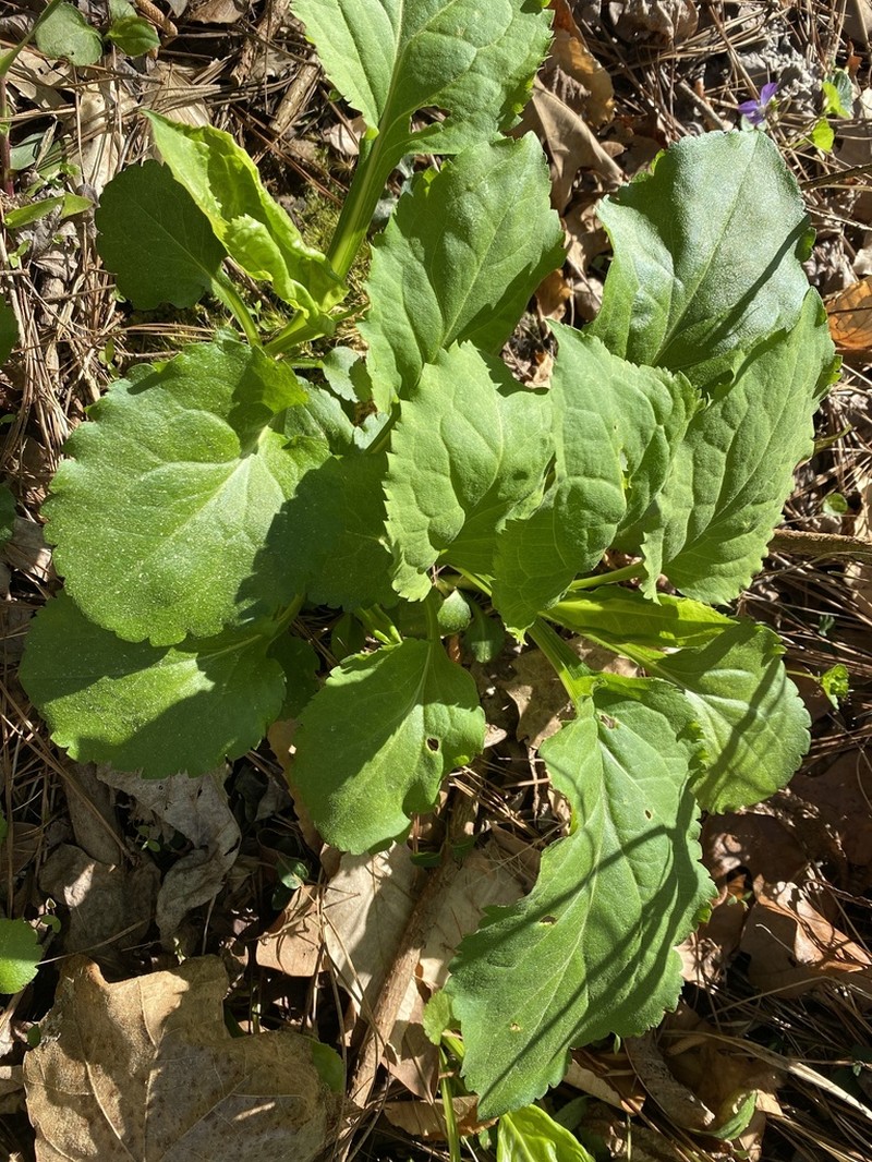 Gorge Goldenrod photo 5