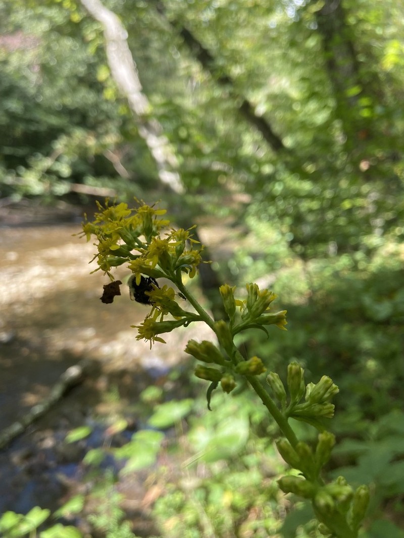 Gorge Goldenrod photo 7