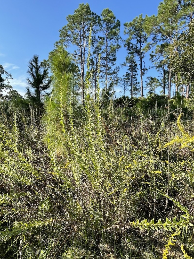 Pine Barren Goldenrod photo 2