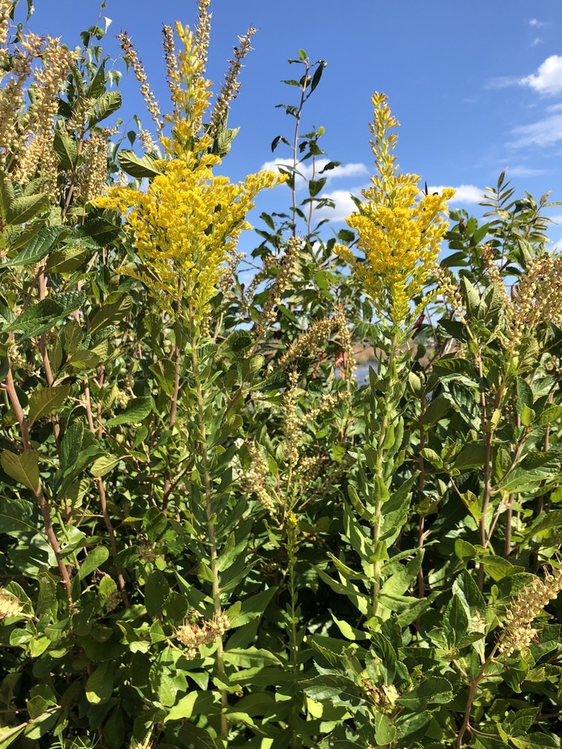 Pine Barren Goldenrod photo 3