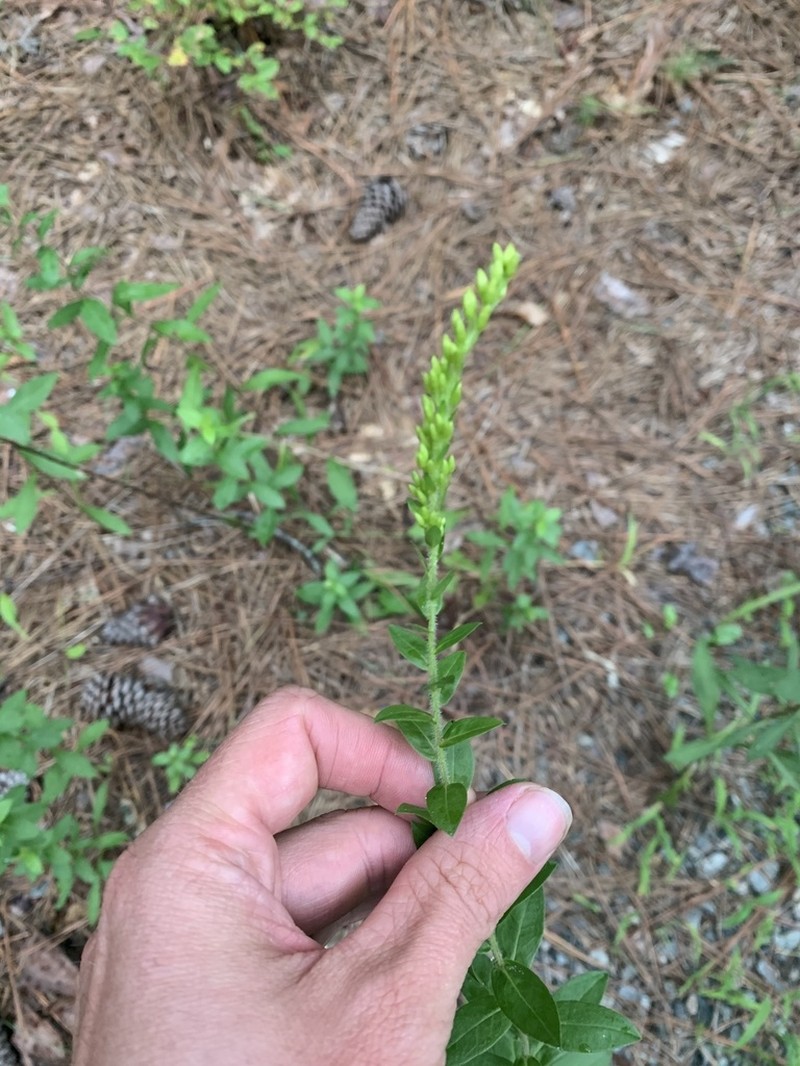 Pine Barren Goldenrod photo 4