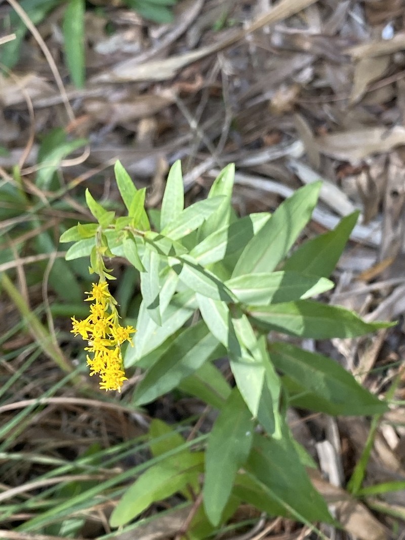 Pine Barren Goldenrod photo 6