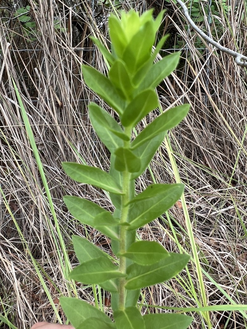 Pine Barren Goldenrod photo 7