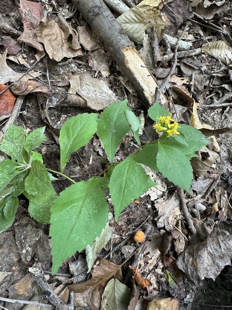 Zigzag Goldenrod photo 3