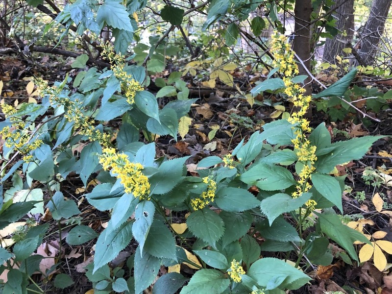 Zigzag Goldenrod photo 4