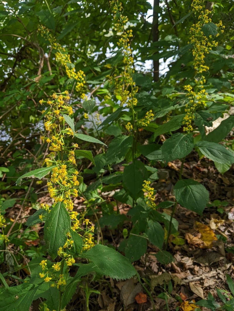 Zigzag Goldenrod photo 5