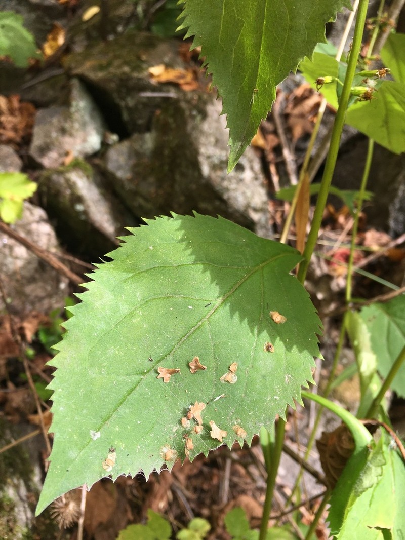 Zigzag Goldenrod photo 7