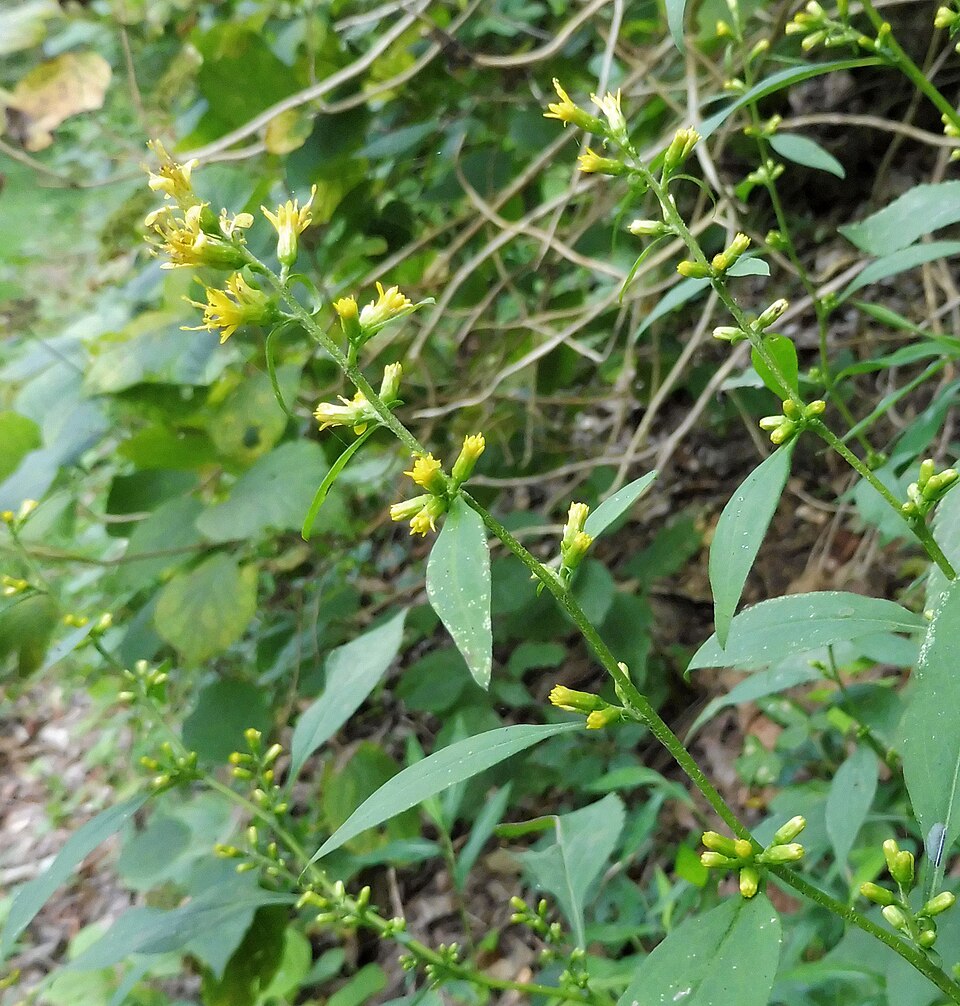 Zigzag Goldenrod photo 7