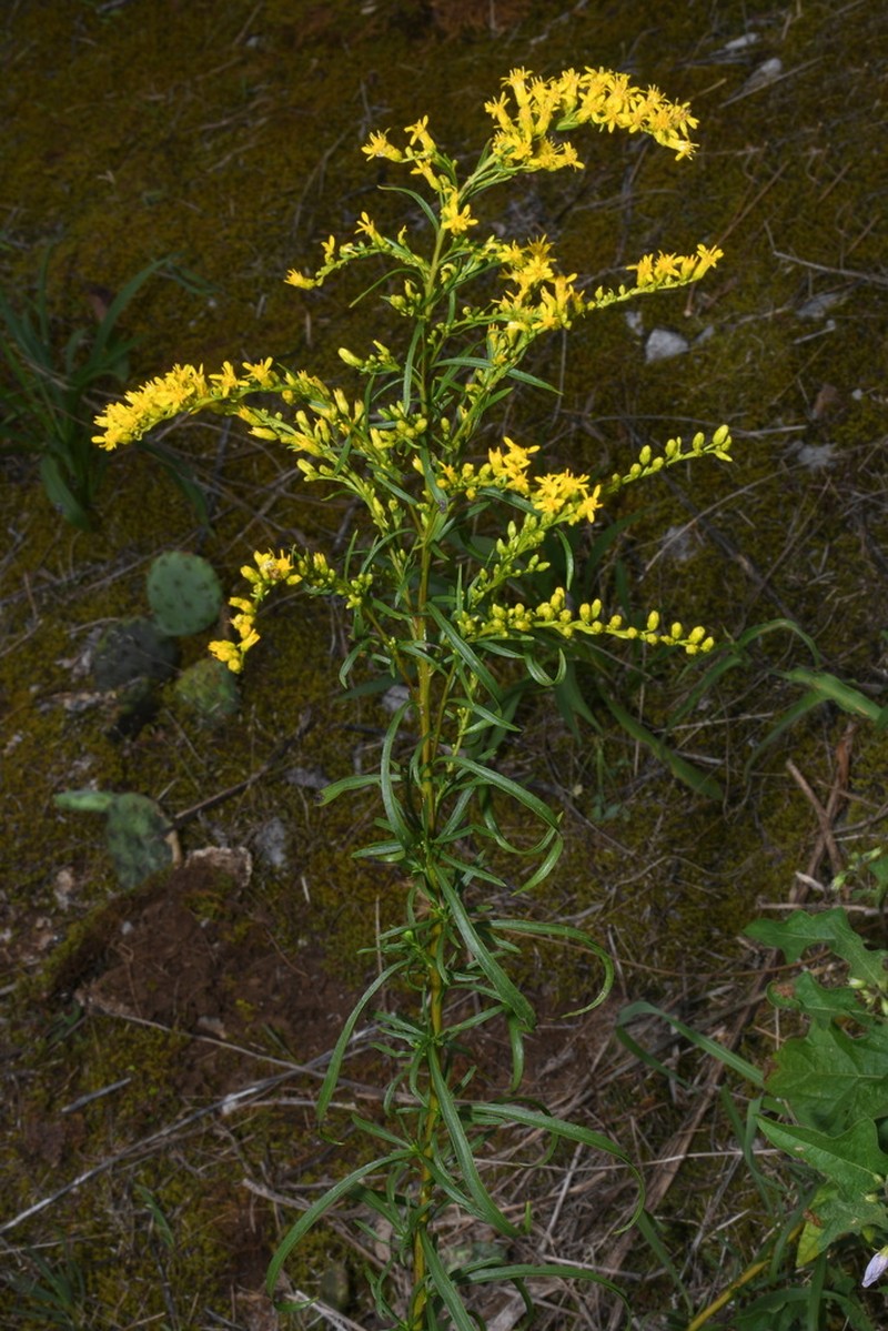 Gattinger's Goldenrod photo 2