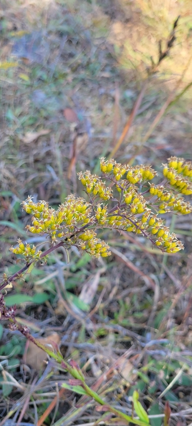 Gattinger's Goldenrod photo 3