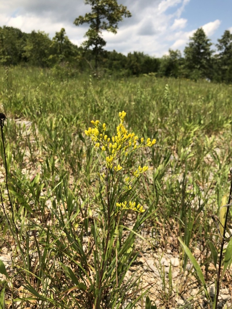Gattinger's Goldenrod photo 4